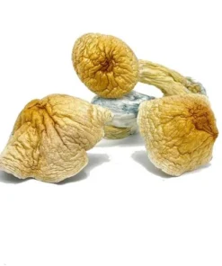 African Transkei Mushrooms