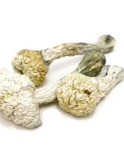 Avery Albino Mushrooms