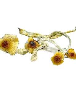 Liberty Caps Mushrooms