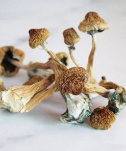 Mazatapec Magic Mushrooms