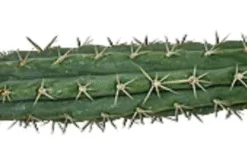 Peruvian Torch Cactus ( Trichocereus peruvianus)