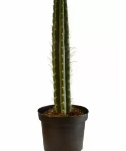 Peruvian Torch in soil – Trichocereus Peruvianus (Big)