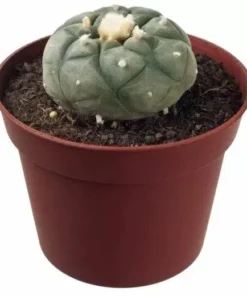 Peyote (Lophophora Williamsii)