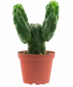 San Pedro Monstrosus – Trichocereus Pachanoi