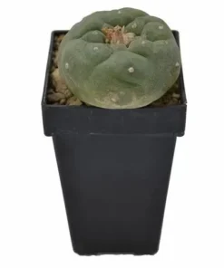 Lophphora fricii – Peyote Fricii (3cm – 5cm)