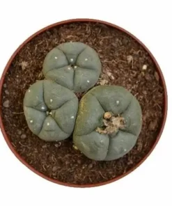 Peyote – Lophophora Williamsii (3 heads)